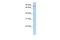 Mitochondrial TRNA Translation Optimization 1 antibody, PA5-44221, Invitrogen Antibodies, Western Blot image 