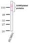 Small Ubiquitin Like Modifier 1 antibody, GTX00701, GeneTex, Western Blot image 