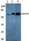 Angiopoietin 4 antibody, A08553, Boster Biological Technology, Western Blot image 