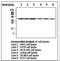 Aurora Kinase B antibody, LS-C62167, Lifespan Biosciences, Western Blot image 