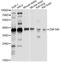 Zinc Finger Protein 346 antibody, LS-C748458, Lifespan Biosciences, Western Blot image 