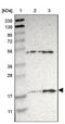 Apolipoprotein O antibody, NBP1-84746, Novus Biologicals, Western Blot image 