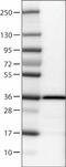 Emerin antibody, NBP2-52876, Novus Biologicals, Western Blot image 