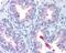 ATP Binding Cassette Subfamily A Member 1 antibody, PA1-16789, Invitrogen Antibodies, Immunohistochemistry frozen image 