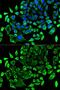 TGF-Beta Activated Kinase 1 (MAP3K7) Binding Protein 1 antibody, GTX33533, GeneTex, Immunofluorescence image 