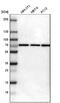 Protein Kinase AMP-Activated Non-Catalytic Subunit Gamma 2 antibody, NBP1-89324, Novus Biologicals, Western Blot image 