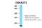 CBFA2/RUNX1 Partner Transcriptional Co-Repressor 3 antibody, 27-985, ProSci, Western Blot image 