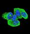 HRas Proto-Oncogene, GTPase antibody, abx026379, Abbexa, Immunofluorescence image 