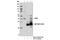 Ubiquitin Recognition Factor In ER Associated Degradation 1 antibody, 13789S, Cell Signaling Technology, Immunoprecipitation image 
