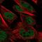 Akirin 1 antibody, NBP2-14749, Novus Biologicals, Immunofluorescence image 