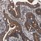 CTTNBP2 N-Terminal Like antibody, NBP1-84171, Novus Biologicals, Immunohistochemistry frozen image 