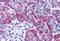 Phorbol-12-Myristate-13-Acetate-Induced Protein 1 antibody, MBS240777, MyBioSource, Immunohistochemistry frozen image 