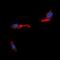 STEAP4 antibody, orb315717, Biorbyt, Immunofluorescence image 