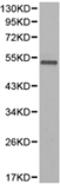 M-phase inducer phosphatase 3 antibody, TA323119, Origene, Western Blot image 
