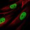 Adhesion Molecule With Ig Like Domain 1 antibody, NBP2-14287, Novus Biologicals, Immunofluorescence image 