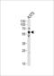 SRC-1 antibody, LS-C161488, Lifespan Biosciences, Western Blot image 