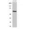 Multiple EGF Like Domains 9 antibody, LS-C383267, Lifespan Biosciences, Western Blot image 