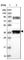 Reticulon 4 Interacting Protein 1 antibody, HPA036357, Atlas Antibodies, Western Blot image 