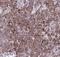 Argininosuccinate Lyase antibody, FNab00641, FineTest, Immunohistochemistry frozen image 