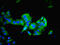 Inosine Monophosphate Dehydrogenase 2 antibody, LS-C375955, Lifespan Biosciences, Immunofluorescence image 