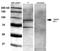 Malate Dehydrogenase 1 antibody, orb99065, Biorbyt, Western Blot image 