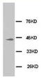 Erk1 antibody, AP23276PU-N, Origene, Western Blot image 