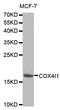 Cytochrome C Oxidase Subunit 4I1 antibody, STJ23207, St John