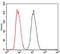 cAMP-dependent protein kinase catalytic subunit gamma antibody, NBP2-37487, Novus Biologicals, Flow Cytometry image 