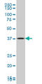 Gastrulation Brain Homeobox 2 antibody, LS-C197281, Lifespan Biosciences, Western Blot image 