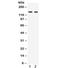 Nuclear receptor-interacting protein 1 antibody, R32110, NSJ Bioreagents, Western Blot image 