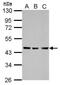 Dynein Axonemal Assembly Factor 4 antibody, PA5-31138, Invitrogen Antibodies, Western Blot image 