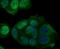 Glutathione Peroxidase 4 antibody, NBP2-76933, Novus Biologicals, Immunofluorescence image 