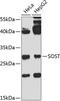 Sclerostin antibody, 23-464, ProSci, Western Blot image 