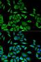 Diazepam Binding Inhibitor, Acyl-CoA Binding Protein antibody, LS-C748349, Lifespan Biosciences, Immunofluorescence image 