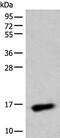 Chromosome 15 Open Reading Frame 40 antibody, PA5-68367, Invitrogen Antibodies, Western Blot image 