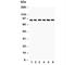 Toll Like Receptor 1 antibody, R31370, NSJ Bioreagents, Western Blot image 