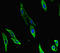 Coactivator Associated Arginine Methyltransferase 1 antibody, orb45153, Biorbyt, Immunocytochemistry image 