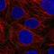 Gap Junction Protein Beta 3 antibody, NBP2-57376, Novus Biologicals, Immunofluorescence image 