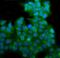EH Domain Containing 3 antibody, A04576-1, Boster Biological Technology, Immunofluorescence image 