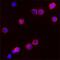 Proteinase 3 antibody, NBP1-25966, Novus Biologicals, Immunofluorescence image 