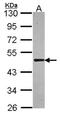 Syntrophin Alpha 1 antibody, orb73969, Biorbyt, Western Blot image 