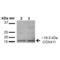 Cytochrome C Oxidase Subunit 4I1 antibody, LS-C775874, Lifespan Biosciences, Western Blot image 