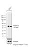 Caspase 1 antibody, MA5-16215, Invitrogen Antibodies, Western Blot image 