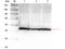 Aldolase, Fructose-Bisphosphate A antibody, A05022-1, Boster Biological Technology, Western Blot image 