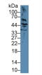 Keratin 17 antibody, abx132022, Abbexa, Western Blot image 