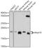 Mitochondrial Ribosomal Protein L18 antibody, 18-317, ProSci, Western Blot image 