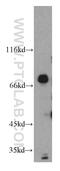 DnaJ Heat Shock Protein Family (Hsp40) Member C2 antibody, 11971-1-AP, Proteintech Group, Western Blot image 