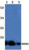 RAD52 motif-containing protein 1 antibody, A10968-1, Boster Biological Technology, Western Blot image 