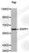 Ectonucleotide Pyrophosphatase/Phosphodiesterase 1 antibody, A0103, ABclonal Technology, Western Blot image 