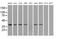 Isocitrate Dehydrogenase (NAD(+)) 3 Alpha antibody, MA5-25007, Invitrogen Antibodies, Western Blot image 